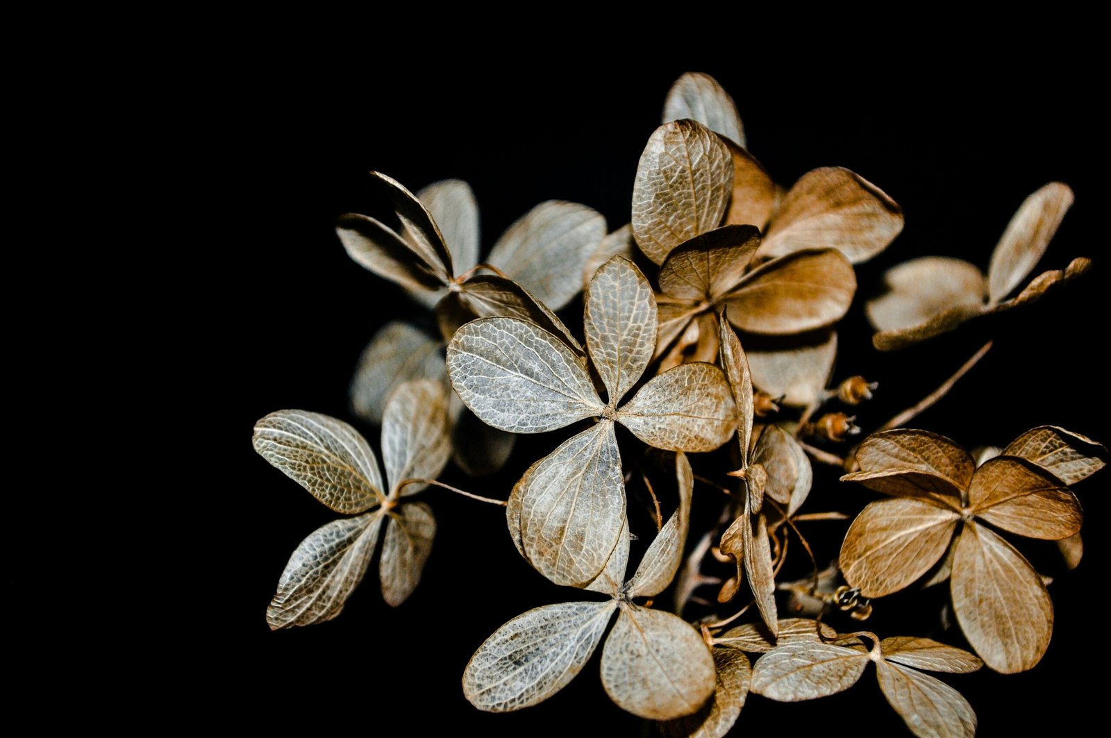 brown leaves